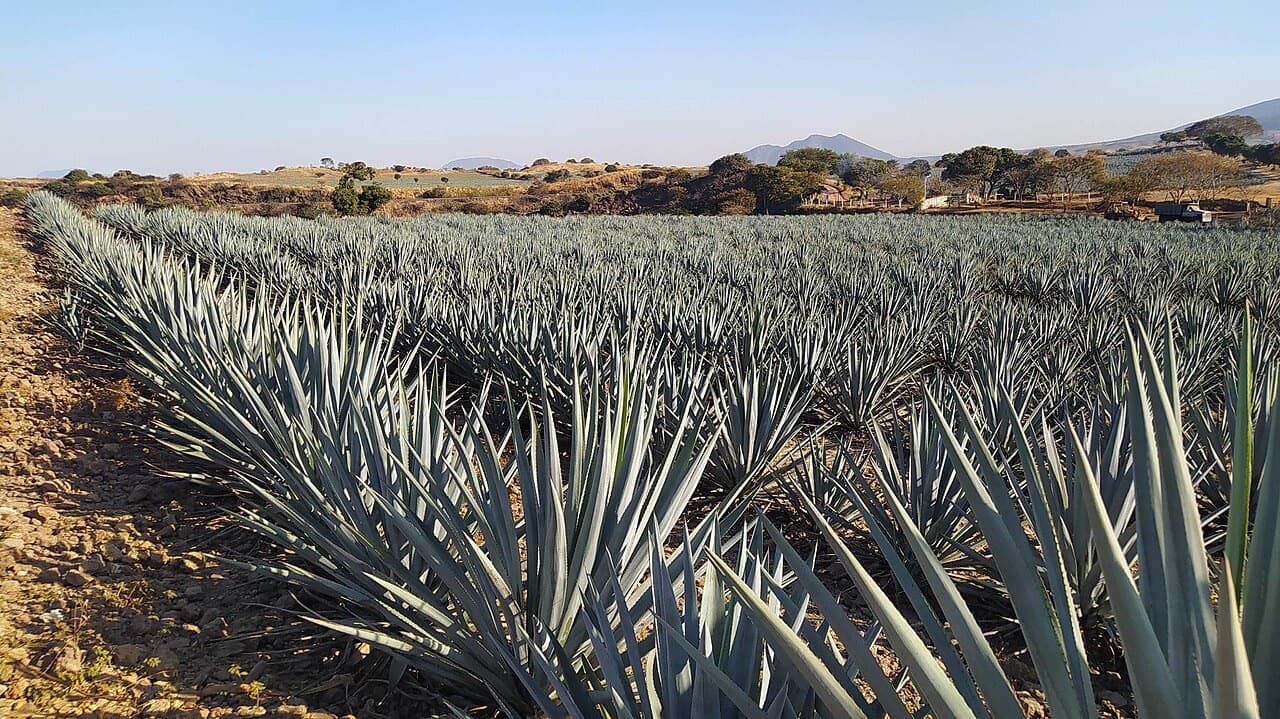 Donde nace el tequila