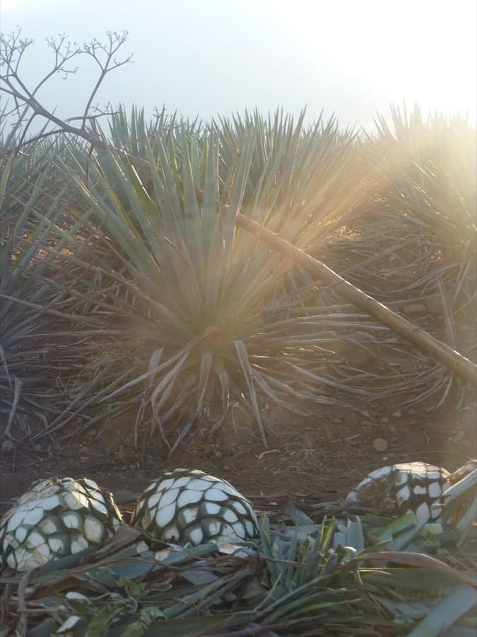 Mundo Cuervo — La Rojeña