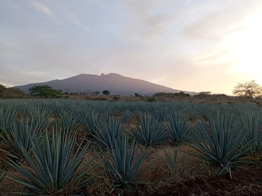 Paisaje Agavero (UNESCO)