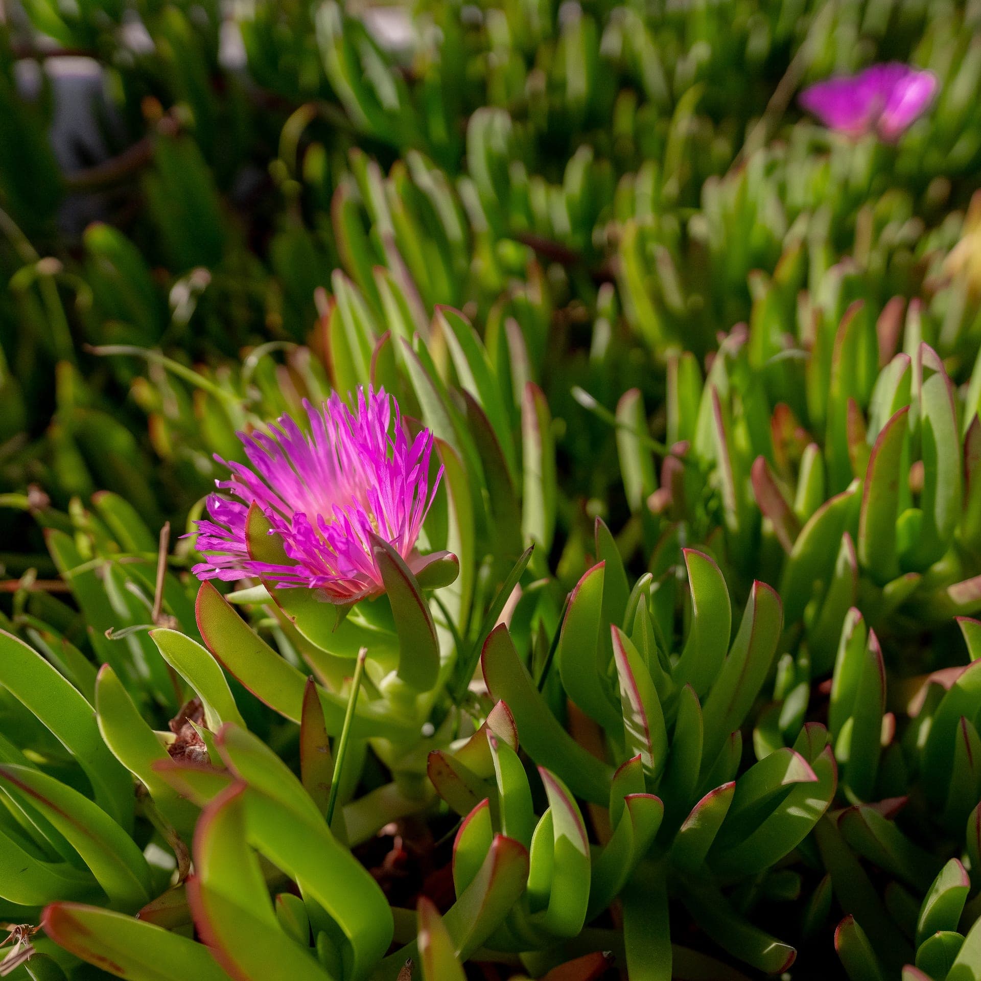 Living Chapultepec 502 foto 1